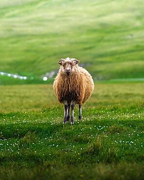 Sheep in a meadow, Suduroy, Faroe Islands, Europe