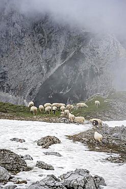 Sheep on a snow field, Wetterstein Mountains, Garmisch-Partenkirchen, Bavaria, Germany, Europe