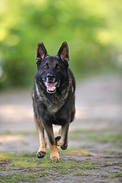 German shepherd Domestic dog (Canis lupus familiaris), adult, male, running, frontal, Rhineland-Palatinate, Germany, Europe