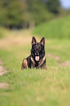 German shepherd (Canis lupus familiaris), adult, male, lying, Rhineland-Palatinate, Germany, Europe