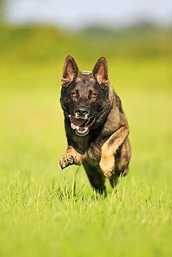 German shepherd Domestic dog (Canis lupus familiaris), adult, male, running, frontal, Rhineland-Palatinate, Germany, Europe