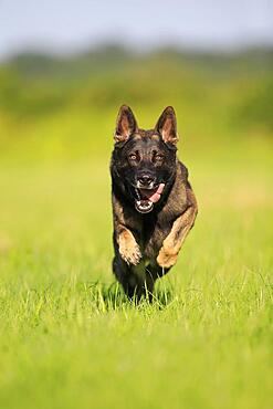 German shepherd Domestic dog (Canis lupus familiaris), adult, male, running, frontal, Rhineland-Palatinate, Germany, Europe