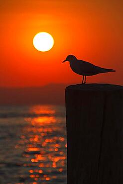 Seagull on a pole with setting sun, Bardolino, Lake Garda, Italy, Europe