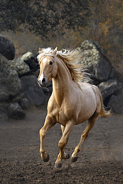 Spanish Palomino stallion at a gallop, Andalusia, Spain, Europe