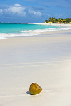 Coconut on the world class Shoal Bay East beach, Anguilla, Caribbean, British Oversea territory, United Kingdom, Europe