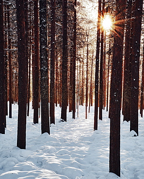 Sun star in coniferous forest with snow, Rovaniemi, Finland, Europe