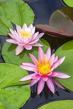 Pink water lily (Nymphaea Pink), variety American Star, Baden-Wuerttemberg, Germany, Europe