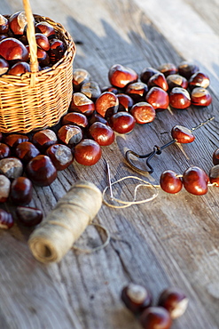 Chestnut string with seeds of the common sweet buckeye (Aesculus flava) in front of basket with collected chestnuts on craft table with drill, hemp string and needle