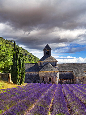 Romanesque-style Cistercian monastery of Notre-Dame de Senanque, Gordes, Vaucluse, Provence-Alpes-Cote d'Azur, France, Europe