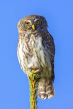 Pygmy Owl (Glaucicium passerinum), sitting on the top of a spruce, Pillberg, Pill, Tyrol, Austria, Europe