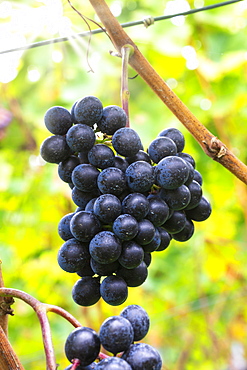 Blue grapes, Spaetburgunder variety, Baden-Wuerttemberg, Germany, Europe