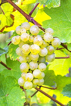 Grapes, variety Pinot Blanc, Baden-Wuerttemberg, Germany, Europe