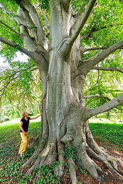 Woman at an old beech tree, Sanssouci World Heritage Park, Potsdam, Brandenburg, Germany, Europe