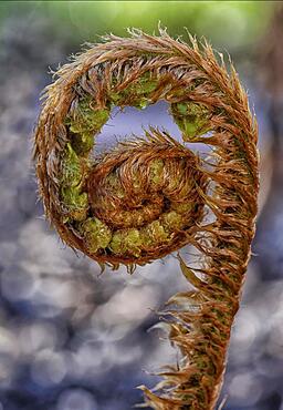 Fern frond in front of rolling out, close-up, Hesse, Germany, Europe