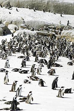 African penguins (Spheniscus demersus), colony on the beach, on land, Boulders Beach, Simon's Town, Western Cape, South Africa, Africa