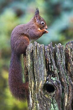 Eurasian red squirrel (Sciurus vulgaris), Emsland, Lower Saxony, Germany, Europe