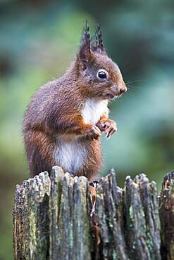 Eurasian red squirrel (Sciurus vulgaris), Emsland, Lower Saxony, Germany, Europe