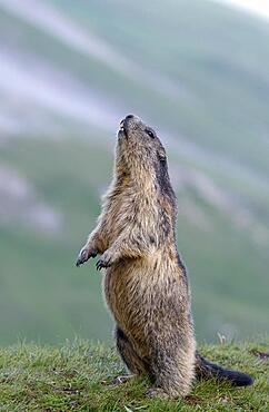 Alpine marmot (Marmota marmota), upright, Hohe Tauern National Park, Carinthia, Austria, Europe