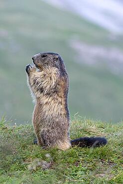 Alpine marmot (Marmota marmota), upright, feeding, Hohe Tauern National Park, Carinthia, Austria, Europe