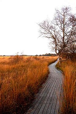 Wooden hiking trail in the moor, circular hiking trail in the Grosses Moor nature reserve at the Ewigen Meer, Lower Saxony, Germany, Europe