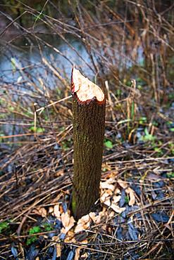 Tree stump of beaver felled tree with beaver damage or gnawing marks at the watercourse edge, Fulda, Hesse, Germany, Europe