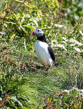 Puffin (Fratercula arctica), also Puffin sitting in a meadow, Iceland, Europe