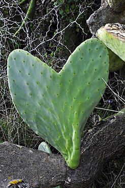 Heart-shaped leaf of a chumbo cactus, heart leaf of a chumbo cuktus