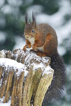 Eurasian red squirrel (Sciurus vulgaris) in the snow, Emsland, Lower Saxony, Germany, Europe