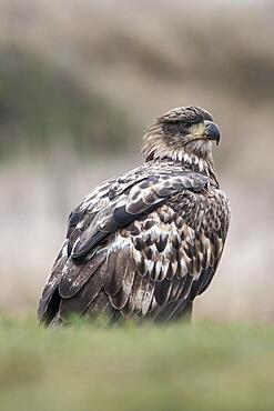 White-tailed eagle (Haliaeetus albicilla) standing in a meadow, Lower Austria, Austria, Europe