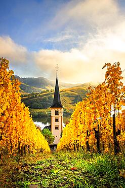 View between yellow autumnal Christmas trees towards a church tower. Beautiful light in the morning at sunrise, Bremm, Moselschleife, Rhineland-Palatinate, Germany, Europe