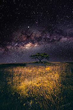 Landscape shot of a dry meadow with pine tree, night shot with Milky Way Mainzersand, Mainz, Rhineland-Palatinate, Germany, Europe