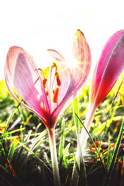 Meadow saffron (Colchicum autumnale), morning dew at sunrise, Hesse, Germany, Europe