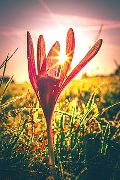 Meadow saffron (Colchicum autumnale), morning dew at sunrise, Hesse, Germany, Europe