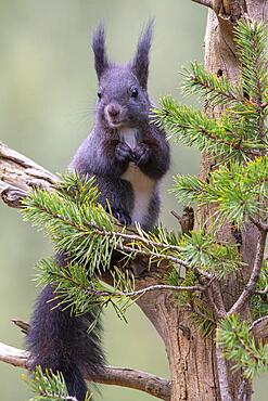 Squirrel (Sciurus vulgaris), sitting on a branch, Terfens, Tyrol, Austria, Europe