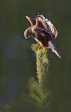 Steppe buzzard (Buteo buteo), sitting on top of a pine tree, Terfens, Tyrol, Austria, Europe