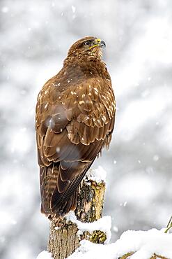 Steppe buzzard (Buteo buteo), sitting on a tree stump, Terfens, Tyrol, Austria, Europe