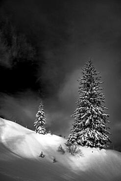 Scattered standing trees in a wintry mountain landscape, Gunzesried, Oberallgaeu, Bavaria, Germany, Europe