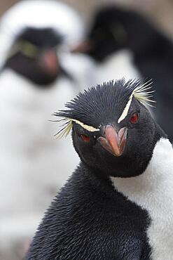 Southern rockhopper penguin (Eudyptes chrysocome), West Point, Falkland Islands, South America