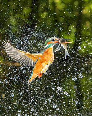 Common kingfisher (Alcedo atthis) with fish as prey, Naarden, Netherlands