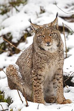 Lynxes (Lynx) in the snow, Solling, Neuhaus, Lower Saxony, Germany, Europe