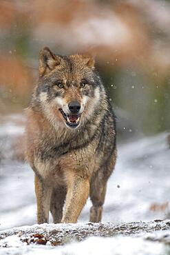 Gray wolf (Canis lupus), Winter, Neuhaus, Lower Saxony, Germany, Europe