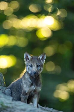 Gray wolf (Canis lupus), young animals, pups, offspring, Neuhaus, Lower Saxony, Germany, Europe