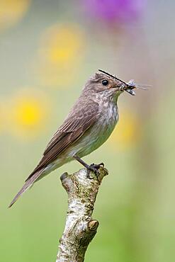 Spotted flycatcher (Muscicapa striata), Lembruch, Lower Saxony, Germany, Europe