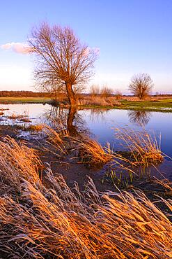 Willow on the Randkanal in Ochsenmoor, Huede, Lower Saxony, Germany, Europe