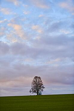 Silver lime (Tilia tomentosa) with a small chapel on a meadow at sunset, Bavaria, Germany, Europe