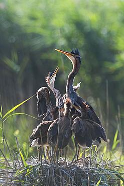 Purple heron (Ardea purpurea) at nest with young, Baden-Wuerttemberg, Germany, Europe