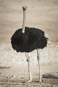 Common ostrich (Struthio camelus), male, Etosha National Park, Namibia, Africa