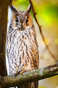 Boreal owl (Aegolius funereus) sitting in a tree, Bavaria, Germany, Europe