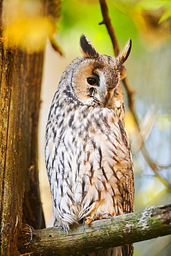 Boreal owl (Aegolius funereus) sitting in a tree, Bavaria, Germany, Europe