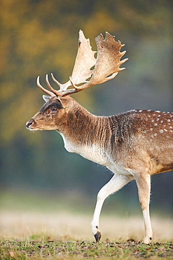 European fallow deer (dama dama) on a meadow in autumn, Bavarian Forest, Bavaria, Germany, Europe